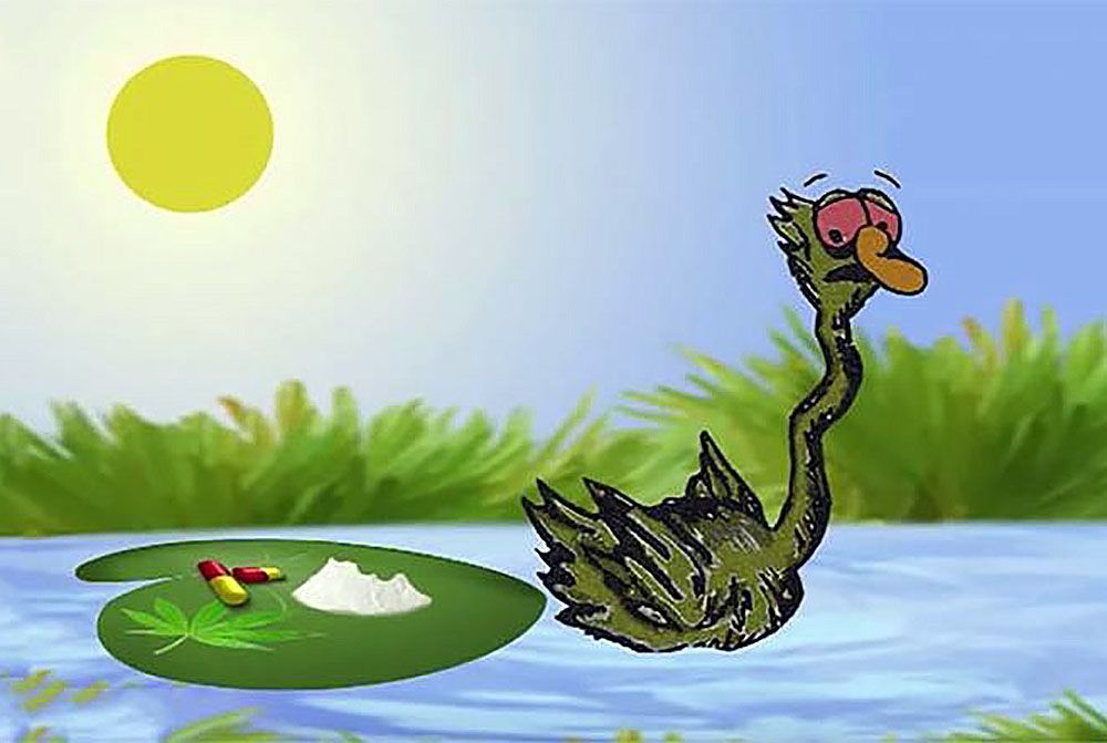 Камчатские заключенные сняли мультфильм про лебедя-наркомана. В профилактических целях