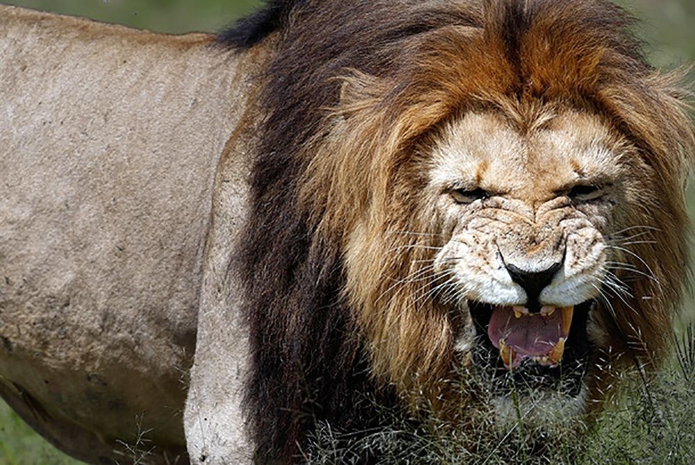 Либо алкоголь, либо хищники: в крымском сафари-парке лев укусил женщину